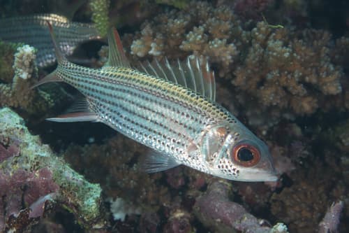 Silver Squirrelfish