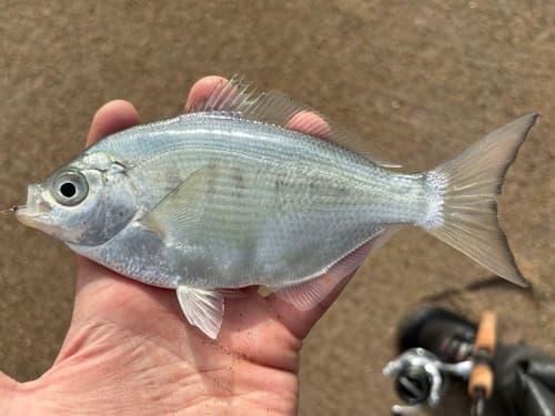 Silver Surfperch
