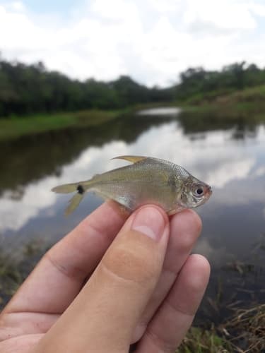 Silver Tetra