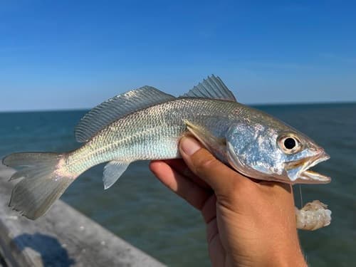 Silver Weakfish