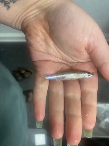 Silverside Shiner