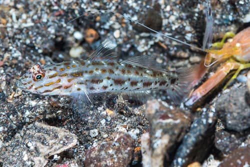 Silverspot Shrimpgoby
