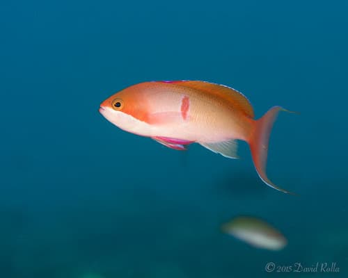 Silverstreak Anthias