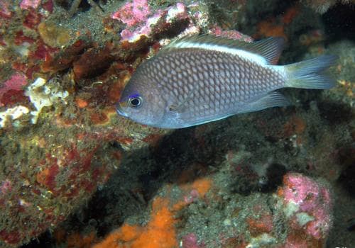 Silverstripe Chromis