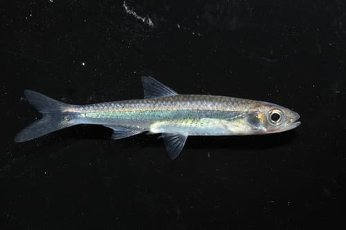 Silverstripe Shiner