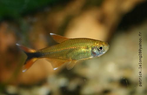 Silvertip Tetra