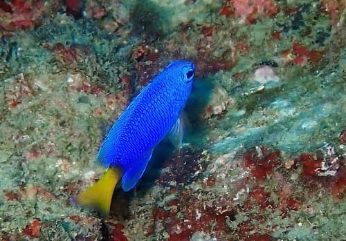 Yellowtail Damselfish