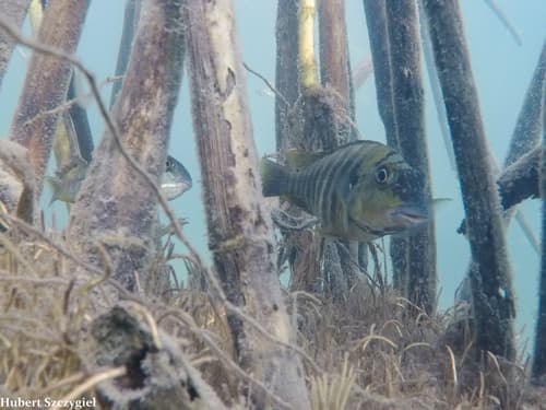 Simochromis diagramma