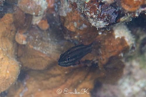 Singapore Cardinalfish