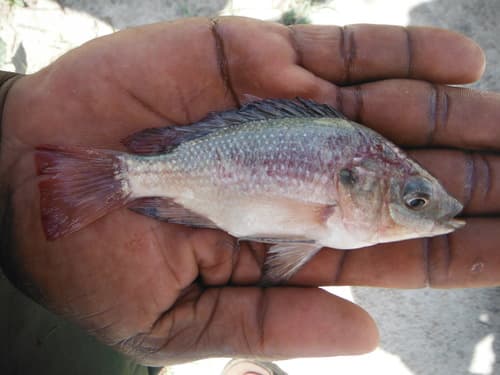 Singida Tilapia