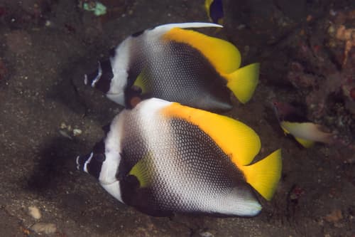 Singular Bannerfish