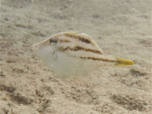 Sinhalese Leatherjacket