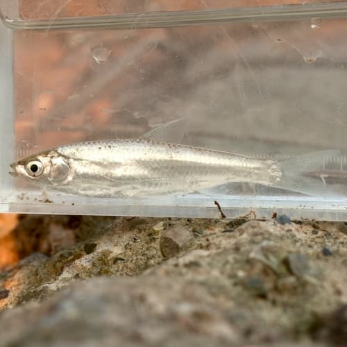 Siniichthys bleekeri