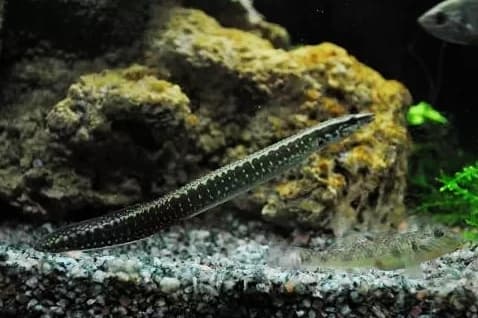Peacock Eel