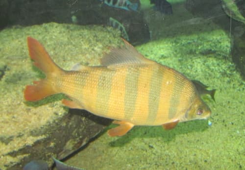 Six-banded Distichodus
