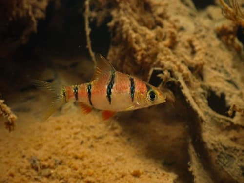 Six-banded Tiger Barb