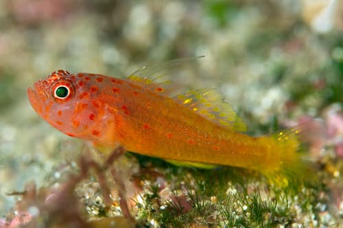 Skinspot Pygmygoby