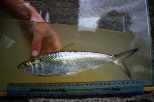 Skipjack Shad