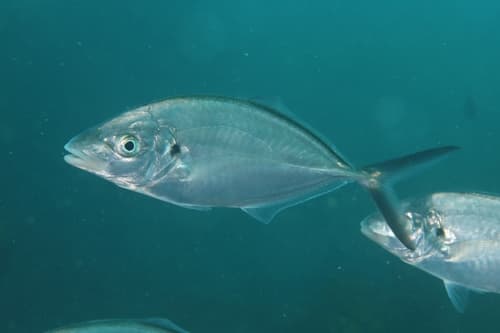 Skipjack Trevally