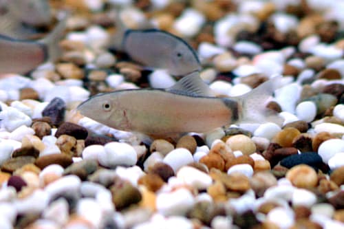 Skunk Loach