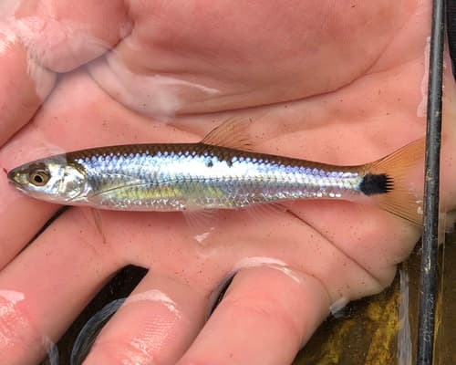 Slender Blacktail Shiner