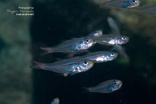 Slender Cardinalfish