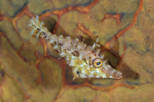 Slender Filefish