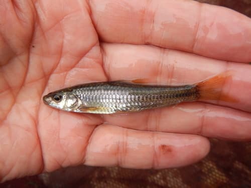 Slender Gudgeon