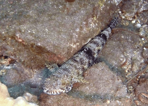 Slender Lizardfish