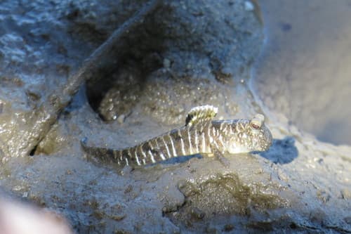 Slender Mudskipper