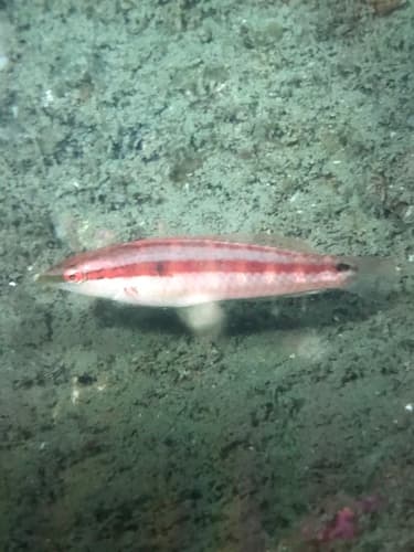 Slender Rainbow Wrasse