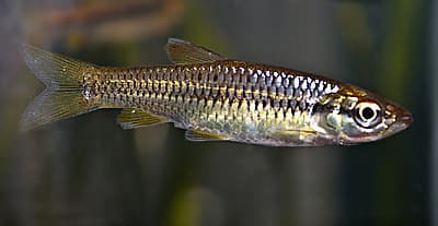 Slender Rasbora