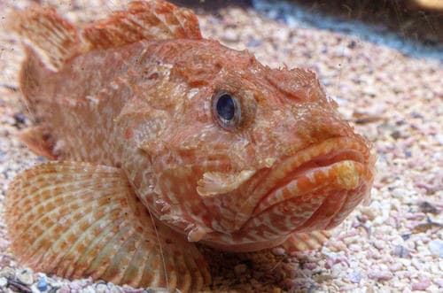 Slender Rockfish