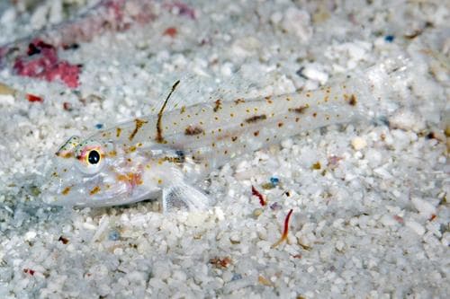 Slender Sandgoby