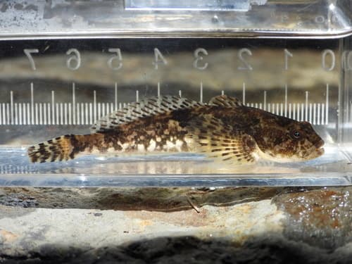 Slender Sculpin