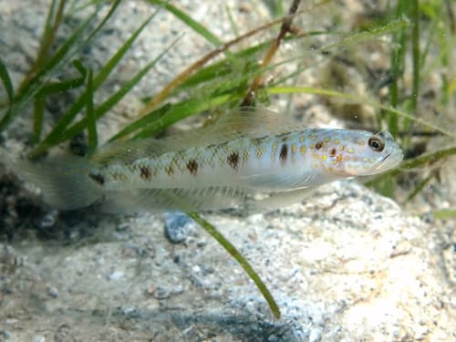 Slender Shrimpgoby