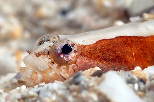 Slender Snake Blenny