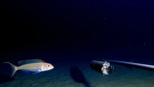 Slender Threadfin Bream