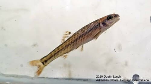 Slim Minnow