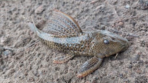 Slimy-mouth Pleco