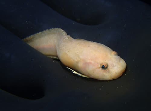 Slipskin Snailfish