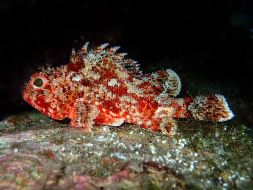 Small Red Scorpionfish
