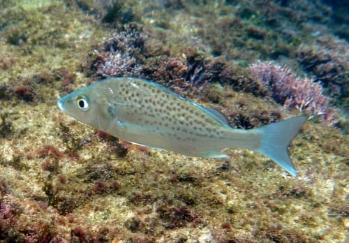 Small-spotted Grunter