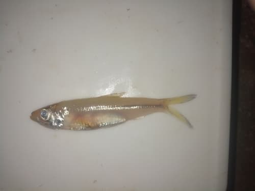 Small-toothed Pellonula