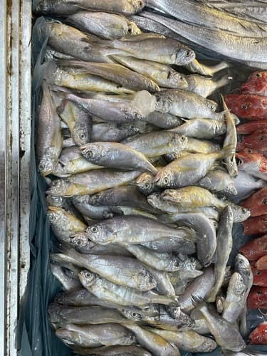 Small Yellow Croaker