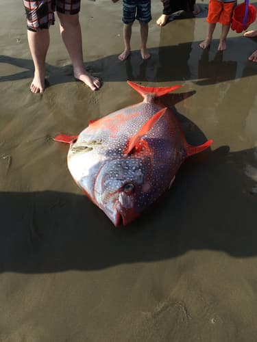 Smalleye Pacific Opah