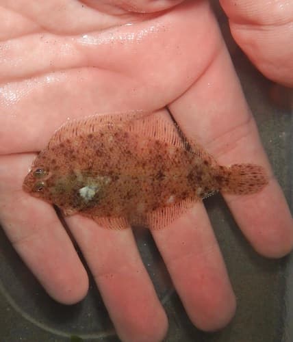Smallmouth Flounder
