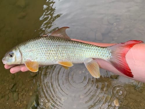 Smallmouth Redhorse