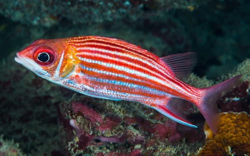 Smallmouth Squirrelfish