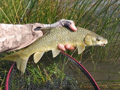 Smallmouth Yellowfish